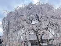 京都本滿寺 | 櫻花盛景的清幽之約