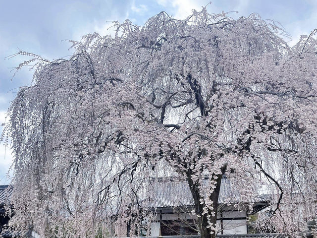 京都本滿寺 | 櫻花盛景的清幽之約