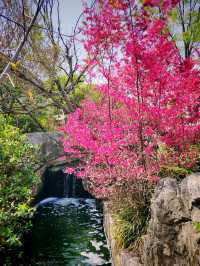 南京地鐵4號線直達，春花美到破防！