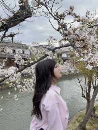 札幌中島公園櫻花暴擊！北海道隱藏賞櫻聖地全攻略