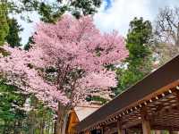 【北海道｜怎樣在北海道札幌赴一場櫻花盛宴 🌸 意外的櫻花驚喜】