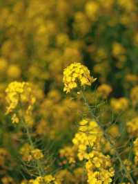 羅平春日限定 | 金雞峰叢賞油菜花攻略
