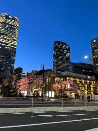 東京タワー🗼美しい早咲きの桜🌸