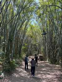 🌿中山五桂山，徒步天堂！