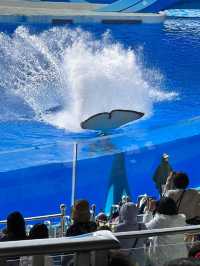 超值攻略！上海海昌海洋公園一日遊玩轉全攻略