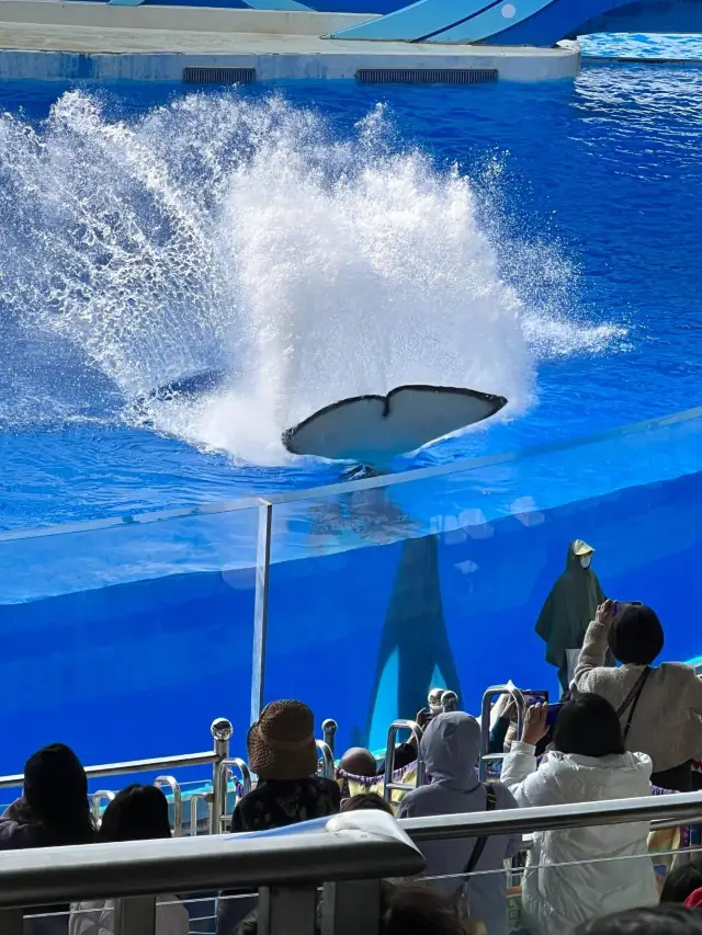 Great Value Guide! Complete One-Day Tour of Shanghai Haichang Ocean Park