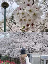 名古屋賞櫻～很多人都不知道的這幾處小眾賞櫻地真是太美了！