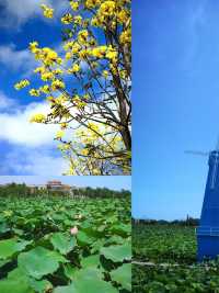 湛江春日賞花指南 | 3天2夜帶爸媽邂逅浪漫花海