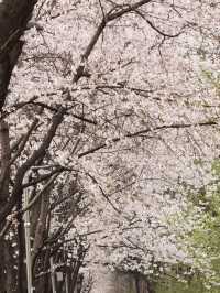 🌸首爾良才市民之林，櫻花秘境🌸