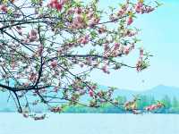 春日來信|邂逅西湖嘅浪漫桃花