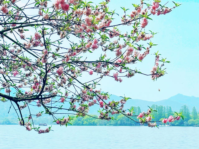 春日來信|邂逅西湖嘅浪漫桃花