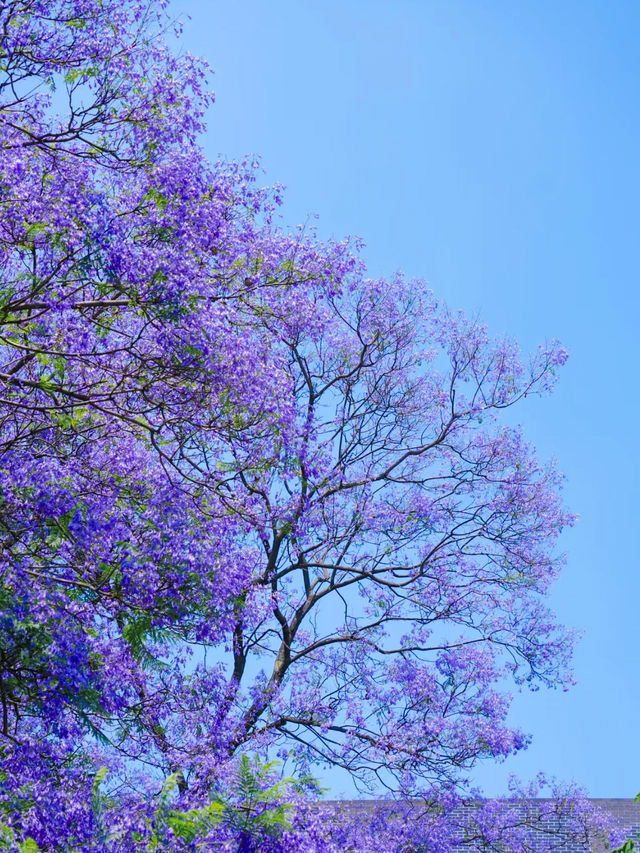 成都地鐵直達嘅藍花楹即將心動萬萬次！