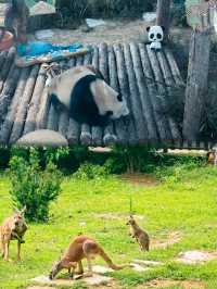 唔係！國寶熊貓嘅待遇真係……