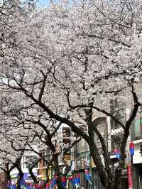 🌸濟州典農路櫻花隧道｜赴一場春日浪漫之約🌸
