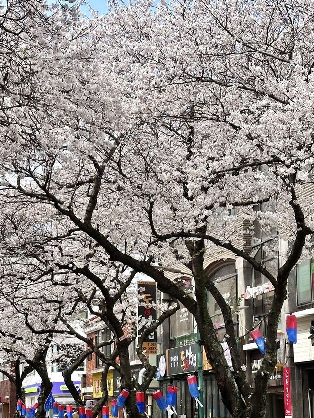 🌸濟州典農路櫻花隧道｜赴一場春日浪漫之約🌸