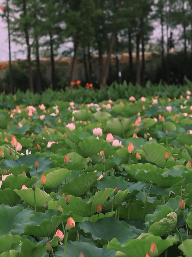 探索華發水郡濕地公園：邂逅荷花盛放的詩意時光
