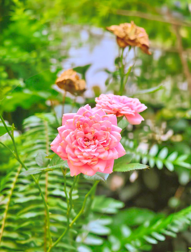 陽光下花嘅浪漫係盛夏嘅饋贈