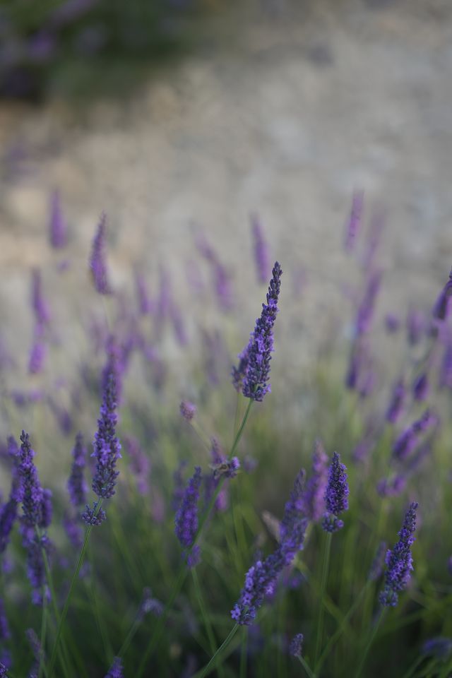 普羅旺斯｜6月來南法睇薰衣草，先係正經事