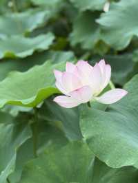 重慶华岩寺六月荷花展