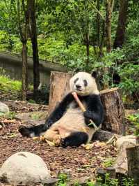成都大熊貓繁育研究基地遊覽攻略