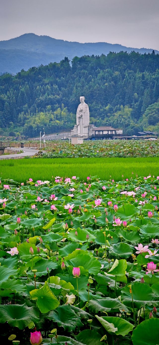 【夏日賞荷】南平五夫：朱熹故里，邂逅盛放的千畝紅蓮