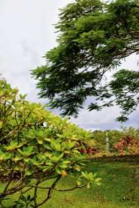 西雙版納|走進熱帶植物園，開啟一場奇幻的自然之旅