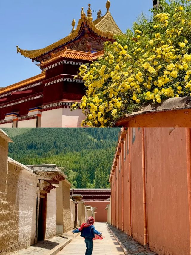 強烈建議夏天去一次甘南