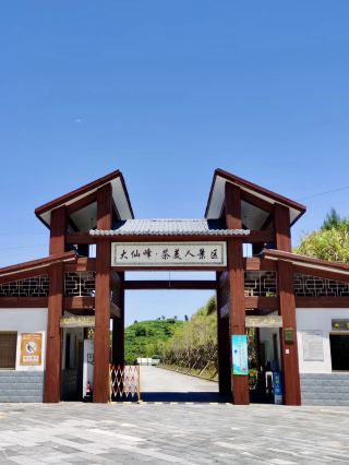 A Stroll Through the Tea Fragrance – Daejeon Daeseonbong Tea Beauty Scenic Area