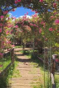 麗江日照金山婚紗照風格