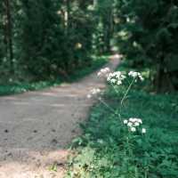 🌲 Forest Walks in Helsinki: Nature at the City’s Doorstep