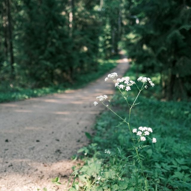 🌲 Forest Walks in Helsinki: Nature at the City’s Doorstep
