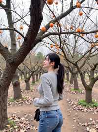 網紅柿子古村，紅遍杭州周邊！