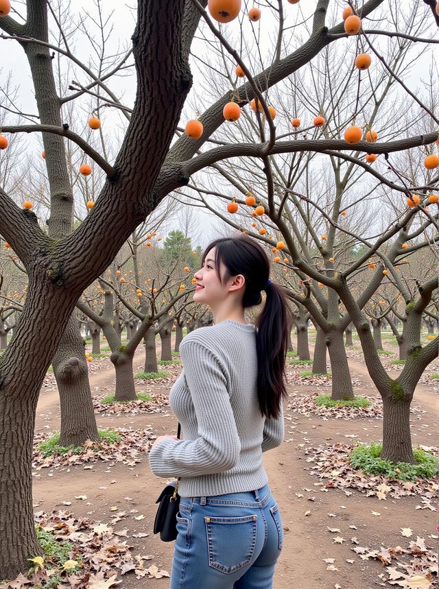 網紅柿子古村，紅遍杭州周邊！