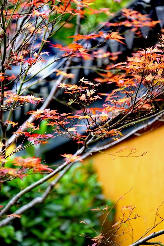 秋日新雨寒山寺🪷 秋日新雨寒山寺🪷