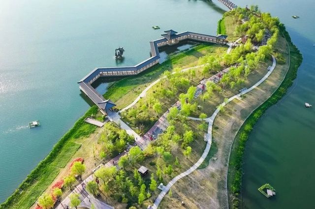 西安「粉黛乱子草」已悄然綻放