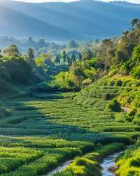 【蒙頂山超全旅行攻略】闖入仙茶故鄉，品千年茶香！