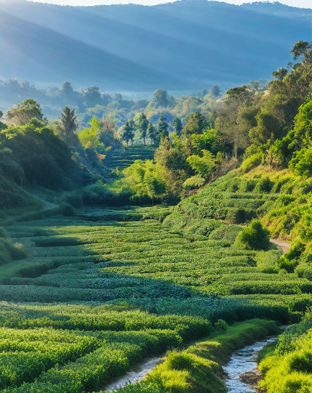 【蒙頂山超全旅行攻略】闖入仙茶故鄉，品千年茶香！