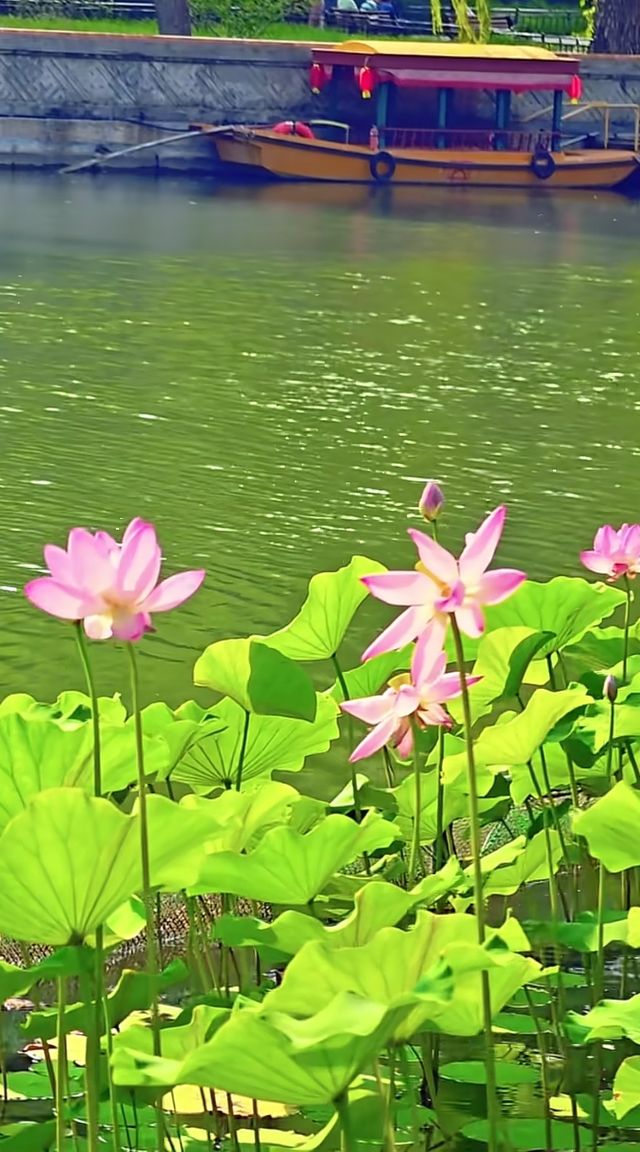 頤和園的鄰居竟藏了個仙境！北海公園3小時逛拍攻略  北海公園頂流！白塔倒影美到窒息！ 必去理由 