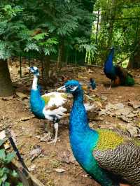 西雙版納三日遊