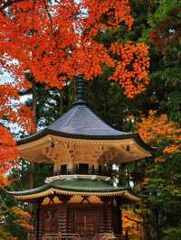 拈花一笑高野山