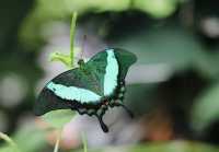 蝴蝶與自然溫室 Key West