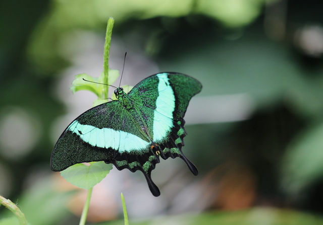 蝴蝶與自然溫室 Key West