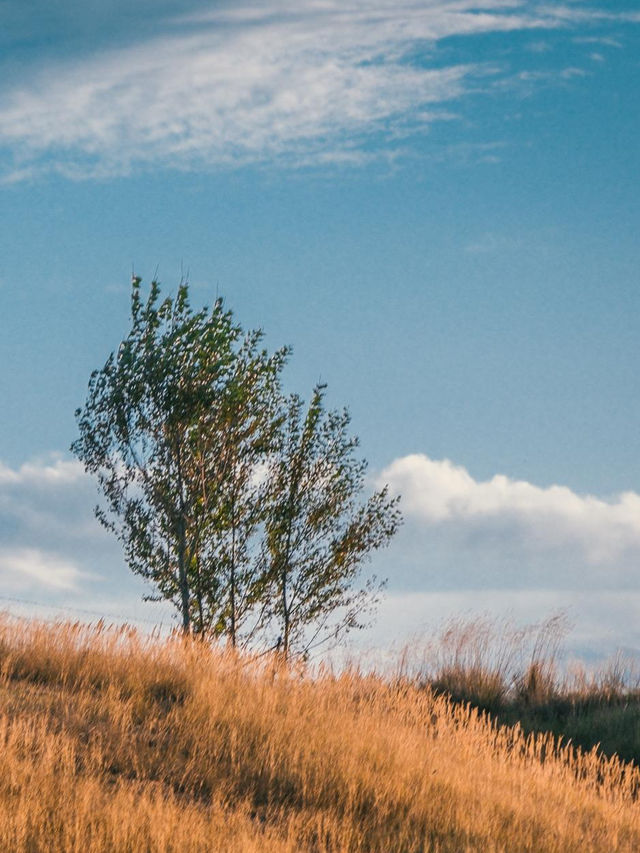 新疆昭蘇濕地：80%遊人錯過的秋日秘境，四景封神