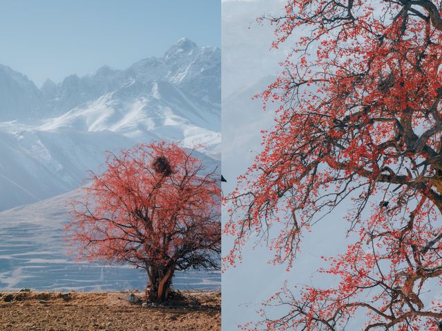 雪山下的紅色盛宴•俄色果 雪山下的紅色盛宴•俄色果