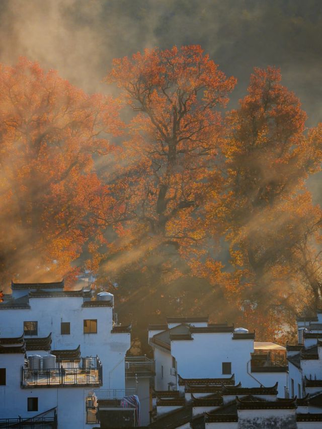 紅楓配炊煙！石城的秋冬晨霧，小眾古村的限定畫卷太絕了