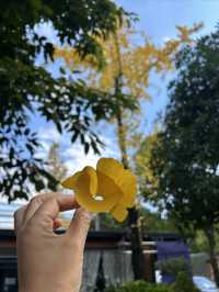 西昌秋旅藏驚喜!和悅庭院的銀杏,竟成手作限定浪漫