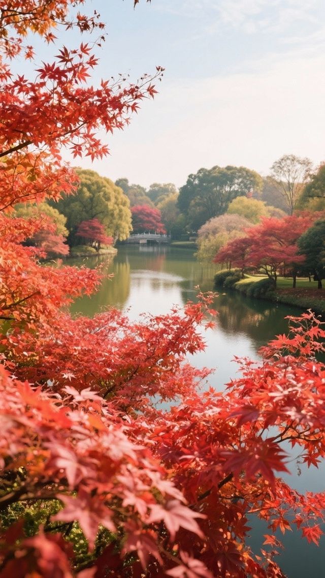 上海郊區紅葉地圖發布 上海郊區紅葉地圖發布