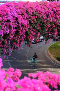 廣州冬日限定|全城最美的粉紅色三角梅花海打卡點