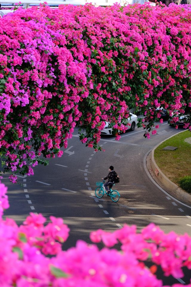 廣州冬日限定|全城最美的粉紅色三角梅花海打卡點 廣州冬日限定|全城最美的粉紅色三角梅花海打卡點