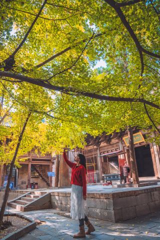 Shanxi Zezhou Qinglian Temple Autumn Viewing Guide: A Millennium-Old Temple Meets Golden Romance